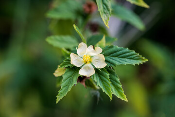 Paddy's lucerne or Sida rhombifolia  branch isolated on natural background.
