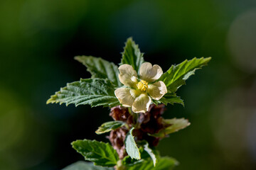 Fototapeta premium Paddy's lucerne or Sida rhombifolia branch isolated on natural background.