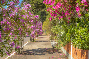 Trees and flowers in Sidewalk at sunset, Gramado, Rio Grande do Sul, Brazil
