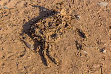 Decomposing dead dog at Tuti island in Khartoum, capital of Sudan