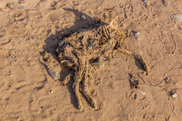 Decomposing dead dog at Tuti island in Khartoum, capital of Sudan