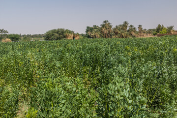 Fototapeta na wymiar Field of beans in Abri, Sudan
