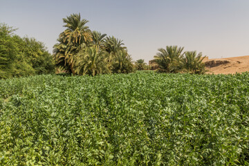Field of beans in Abri, Sudan