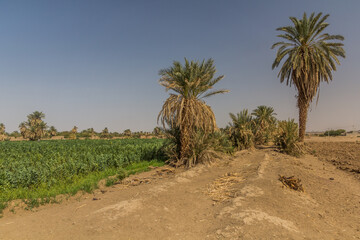 Fototapeta premium Palms and fields near Abri, Sudan