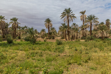 Fototapeta na wymiar Lush landscape by the river Nile in Sudan