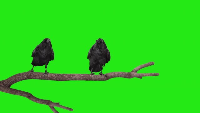 Two Ravens on a bare tree branch green screen