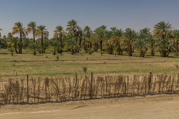 Obraz premium Fields and palms near Kerma, Sudan