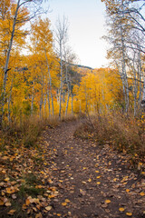 autumn in the forest
