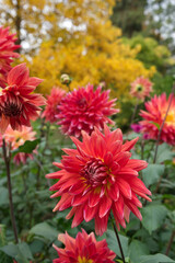 Pink-red Dahlias Garden Autumn