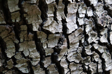 Bark of a pine or cork oak in a forest