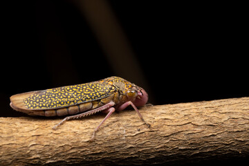 Macro shot of a bug