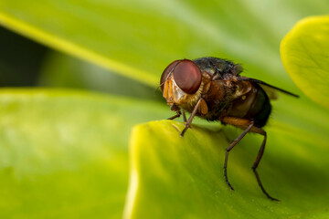 Fly on leaf