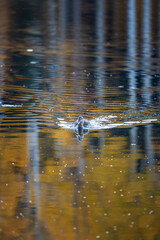 reflection in water