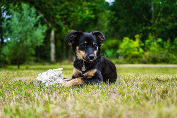 border collie puppy