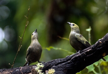 Two joyous birds (Catharus ustulatus) standing on a branch in the green forest of Caldas, Colombia