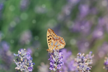 Beautiful butterfly in lavender field on summer day, closeup
