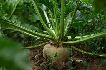 Obraz premium Beautiful beet plant growing in field, closeup