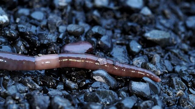 Tokyo,Japan - October 19, 2022: An earthworm moving on wet asphalt floor
