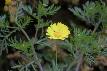 flor amarilla en el jardin, margarita