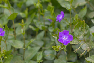 Obraz premium flor morada sobre fondo verde de flores