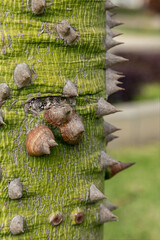 Corteza del ceiba o árbol espinoso en primer plano
