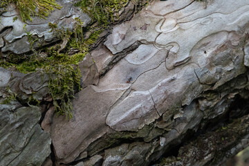Ants walking on a tree during autumn in a forest