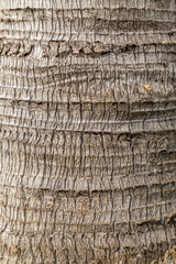 Primer plano de la Textura de la corteza de un árbol, madera fondo de madera natural.