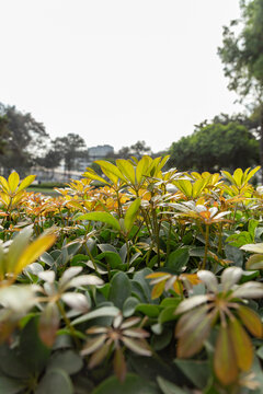 Japanese Ternstroemia's leaves(Ternstroemia gymnanthera) en primer plano y detalle