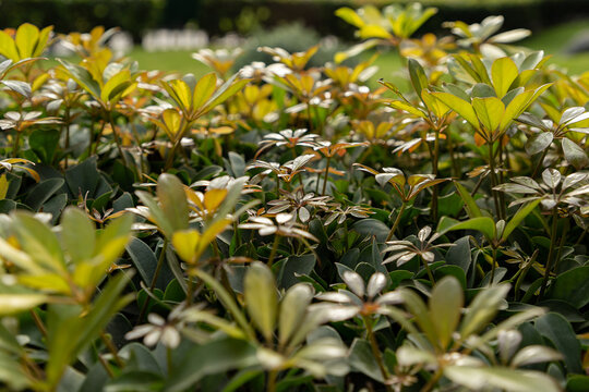Japanese Ternstroemia's leaves(Ternstroemia gymnanthera) en primer plano y detalle