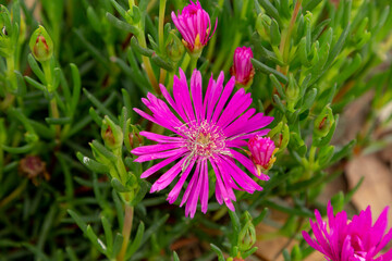 Fototapeta premium Pequeñas flores lila en conjunto, jardín con flores coloridas