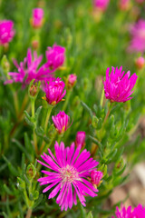 Pequeñas flores lila en conjunto, jardín con flores coloridas