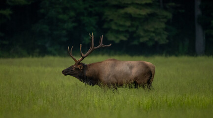 Naklejka na ściany i meble Bull Elk With Large Rack In Profilie