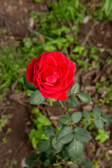 Mano sosteniendo rosa roja natural, concepto de amor y ternura, día de las madres 