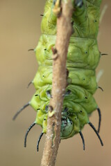 the face of a large green caterpillar behind a log
