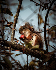 squirrel on tree smiling
