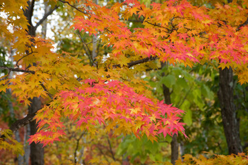 Naklejka premium 秋の公園のモミジ 