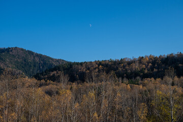 夕陽を浴びて輝くシラカバ林と上弦の月
