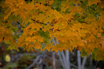 秋の黄色のイタヤカエデ
