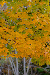 秋の黄色のイタヤカエデ
