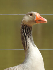 Close-up of a haughty orange-beaked goose and cream plumage. Blurred background.