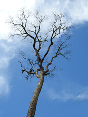 A large tree, seen from below. All its branches are dry, without leaves. Autumn time. Clear blue sky with few clouds.