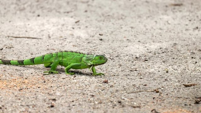 a tracking shot of an introduced invasive green iguana walking on the ground in a park at fort lauderdale of florida, usa