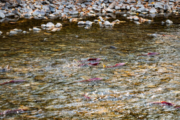 Photo of sockeye salmon swimming upstream in the Adams River as part of the massive quadrennial "dominant" salmon run migration.  The event draws large crowds every four years.