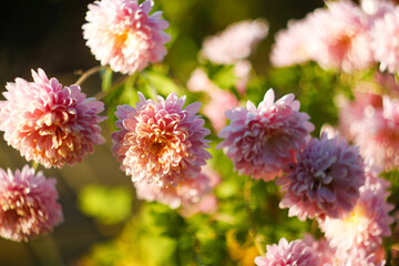 Defocus beautiful flowers of chrysanthemums. Colorful autumnal chrysanthemum. Postcard or calendar. Copy space. Out of focus