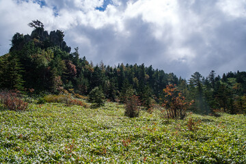 弓池園地の熊笹