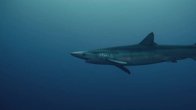 Large Blue Shark swimming through the ocean during a shark dive expedition in slow motion