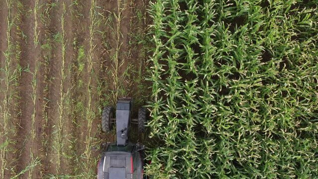 Biomass production from corn, clean energy to reduce climate change