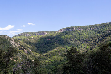 Obraz premium Pine forest during a sunny day