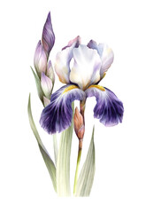 The composition of irises. Hand draw watercolor illustration. - 539336041