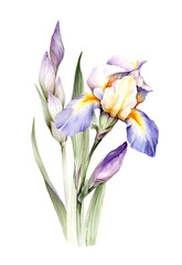 The composition of irises. Hand draw watercolor illustration. - 539336047